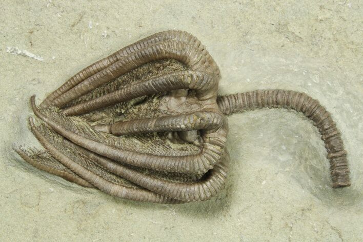 Fossil Crinoid (Agaricocrinus) - Crawfordsville, Indiana #269741
